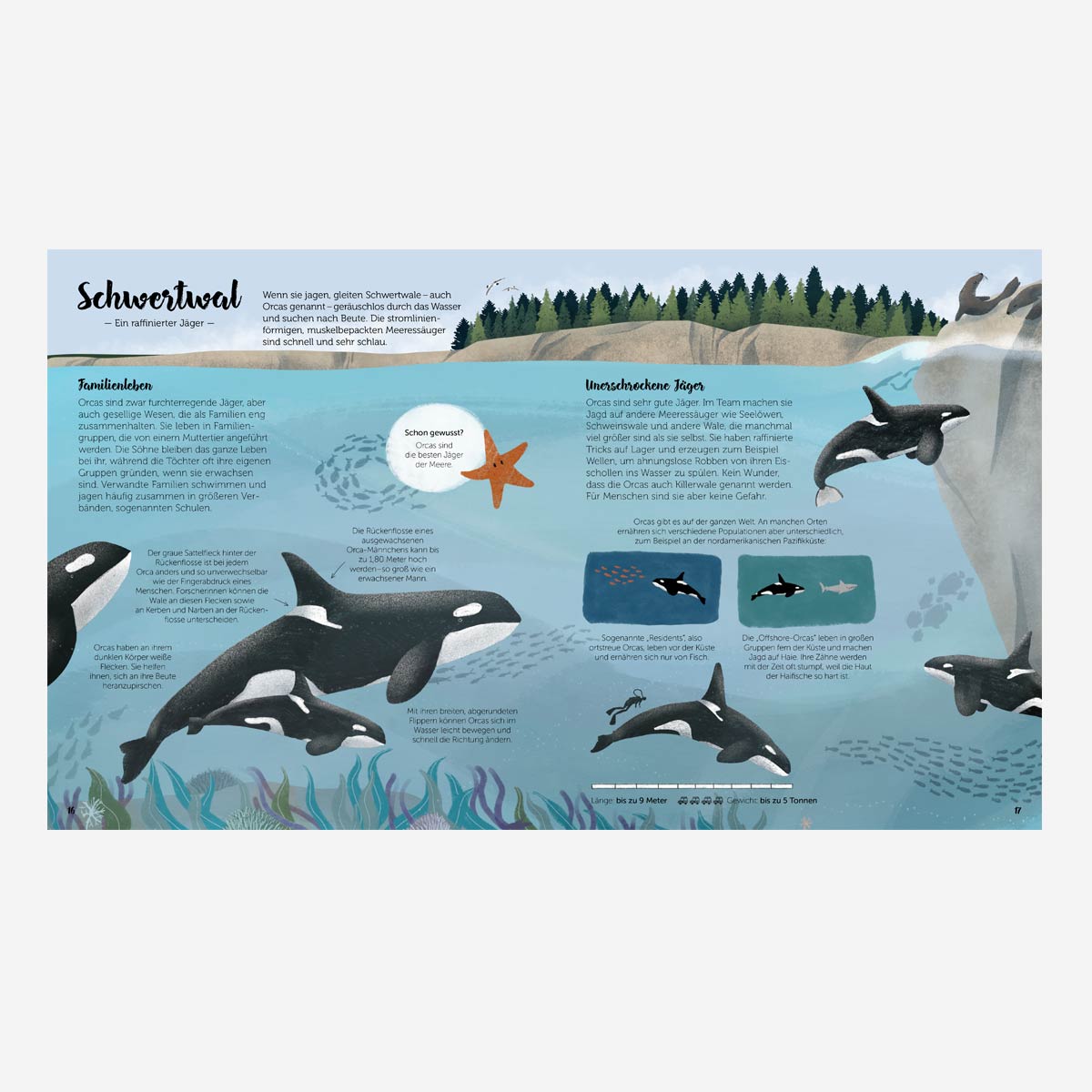 The World of Whales. Children's Book