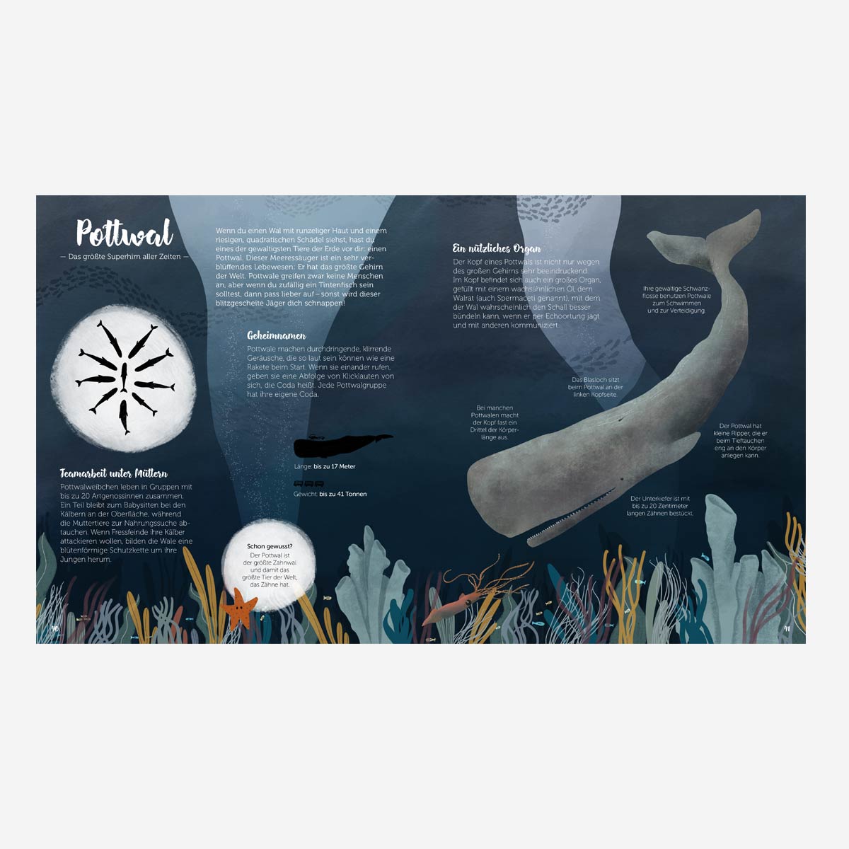 The World of Whales. Children's Book