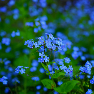 Indigo Blue Forget-Me-Not Samen