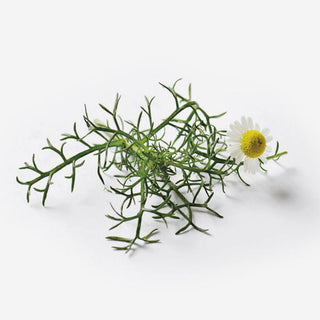 Roman Chamomile seeds for edible flowers