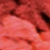 Red Neon Pink