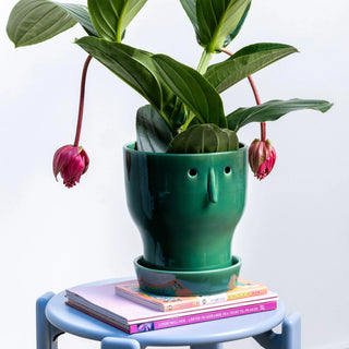 Fnoobie Botanic Pot Large