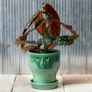 Fnoobie Botanic Pot Large