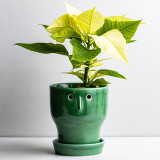 Fnoobie Botanic Pot Small